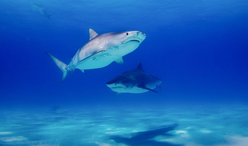 SHARKS
