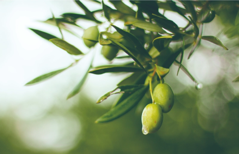 PLANTS