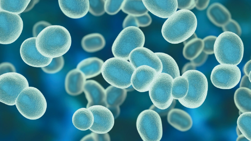 YEASTS