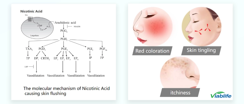 New Generation Nicotinamide