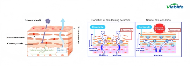 Nicotinamide and Stratum Corneum Lipids