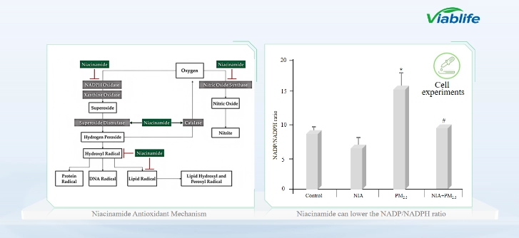 Antioxidant Mechanism of Nicotinamide