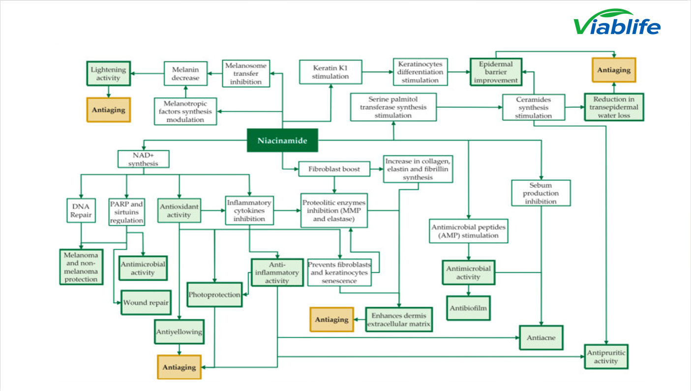Nicotinamide influences sebum pathways Nicotinamide influences sebum pathways