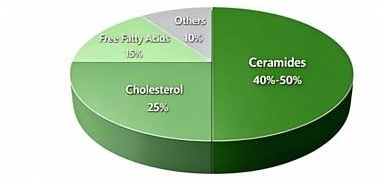 Ceramides As Core Component of the Skin Barrier Ceramides As Core Component of the Skin Barrier